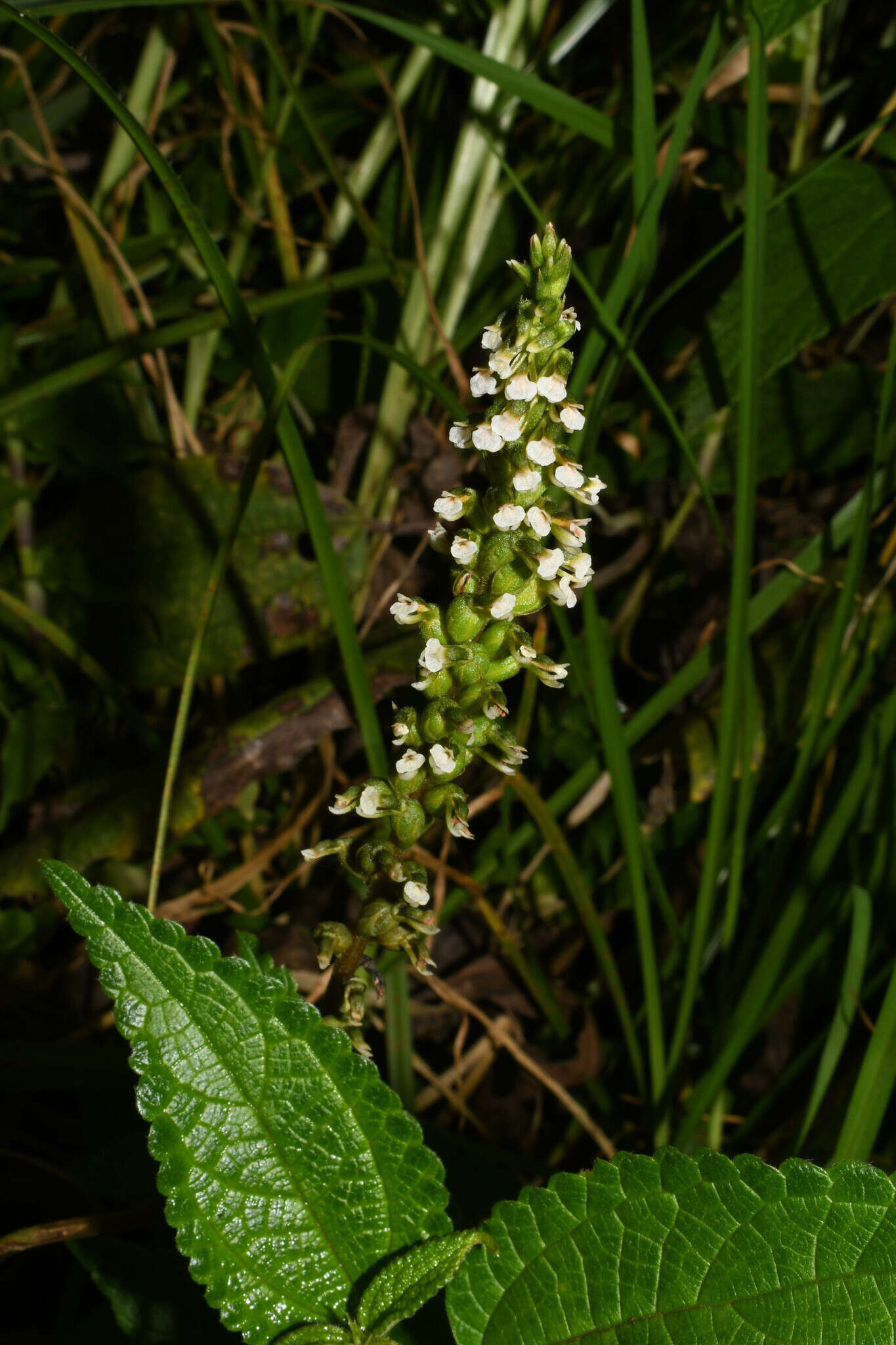 Image of Cyclopogon peruvianus (C. Presl) Schltr.