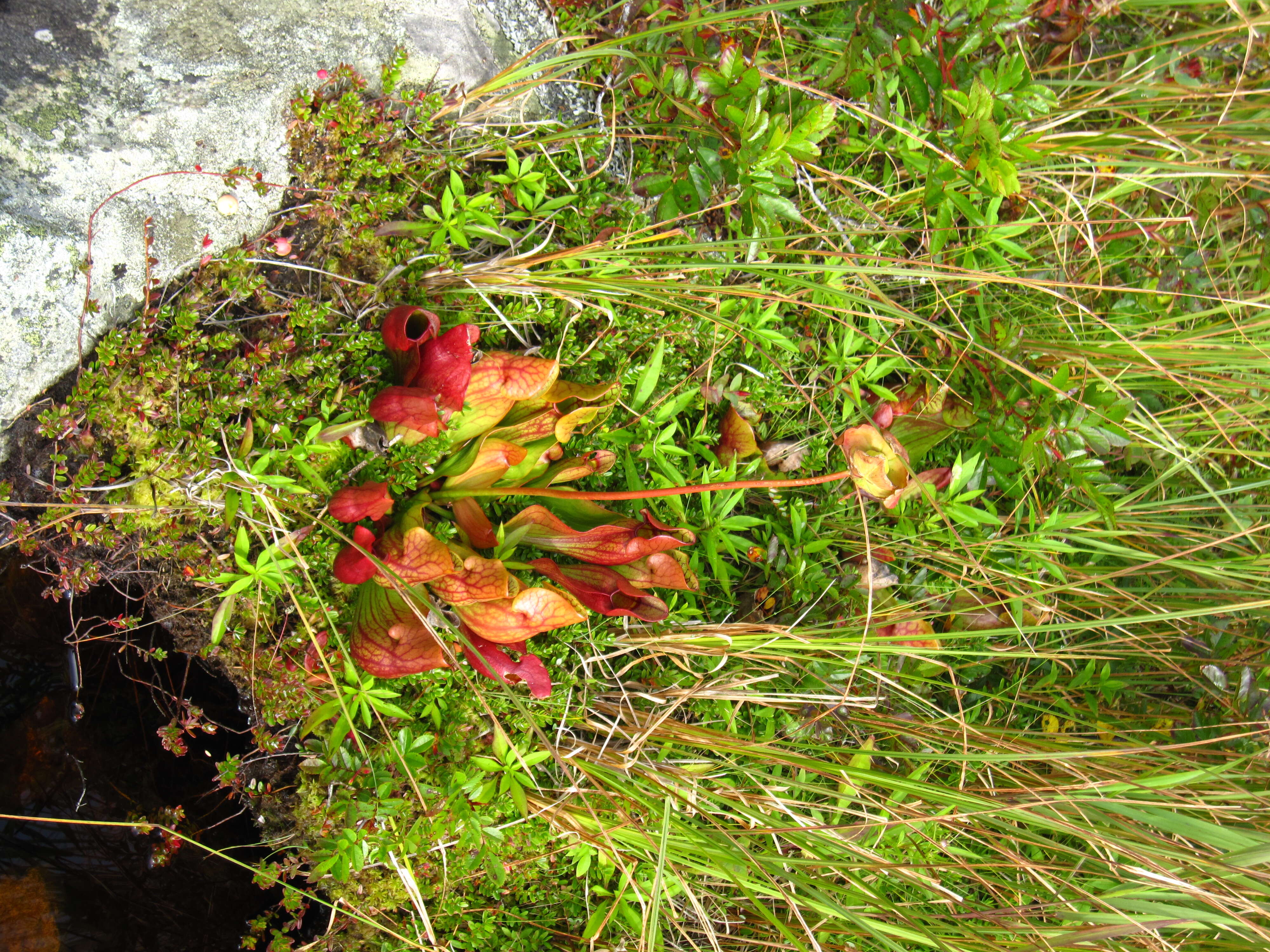 Image of purple pitcherplant