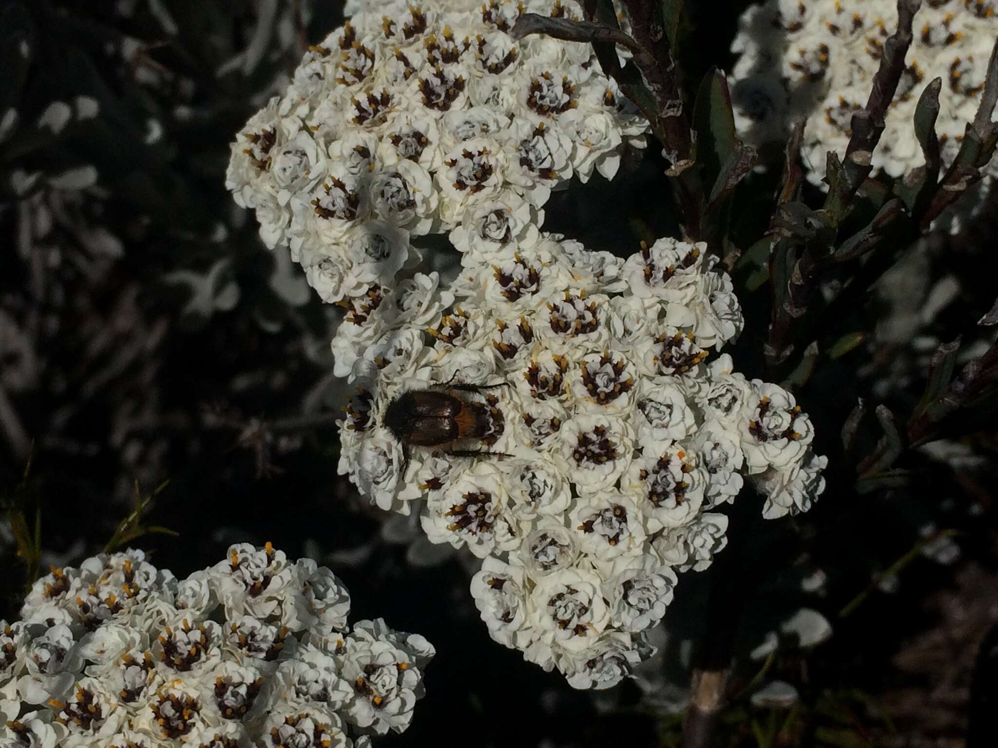 Petalacte coronata (L.) D. Don resmi