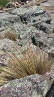 Image of Austrostipa stipoides (Hook. fil.) S. W. L. Jacobs & J. Everett