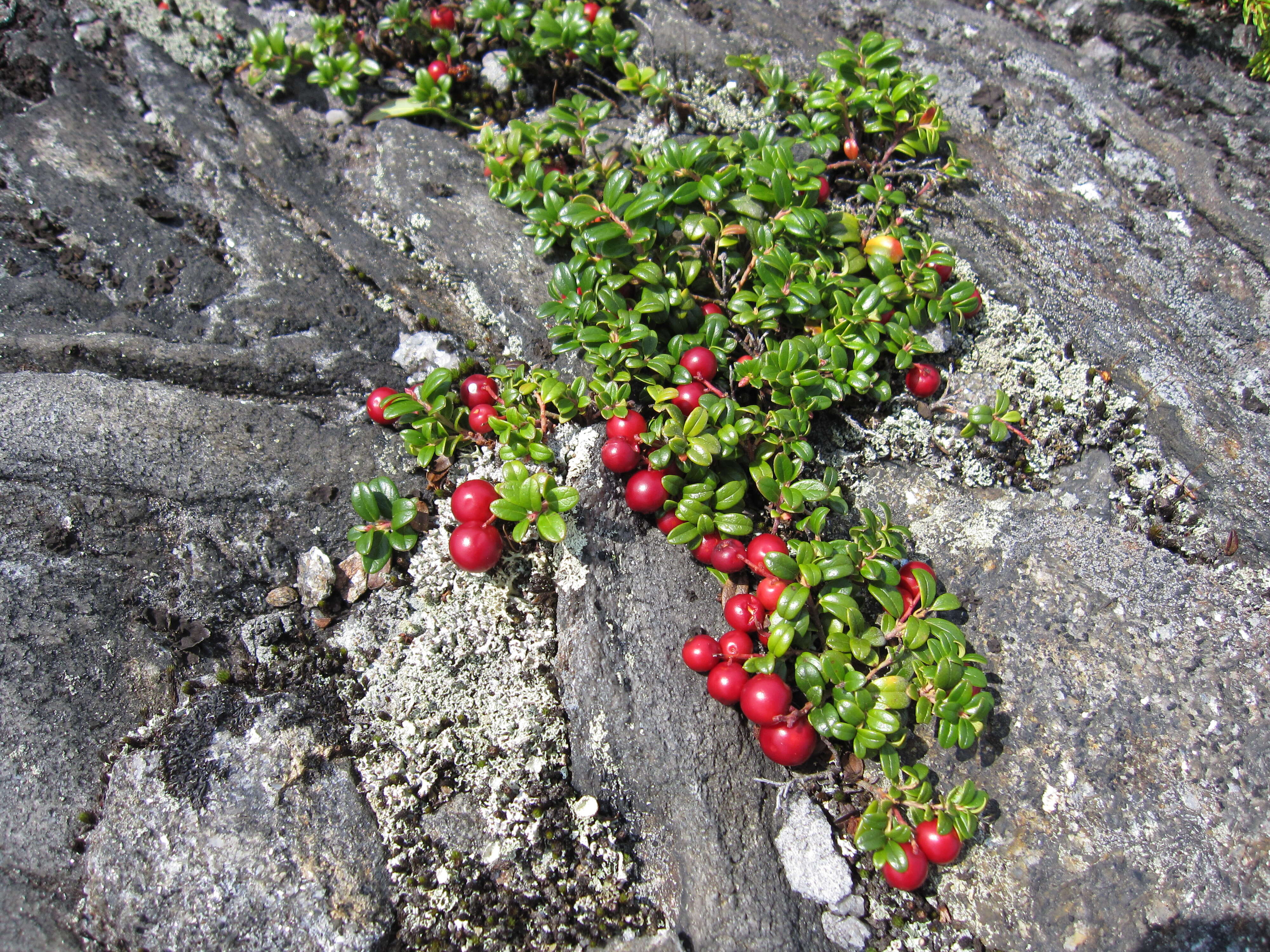 Image of lingonberry