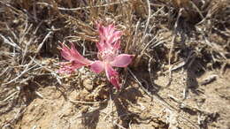 Image of Alstroemeria hookeri subsp. maculata Ehr. Bayer