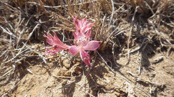 Image of Alstroemeria hookeri subsp. maculata Ehr. Bayer