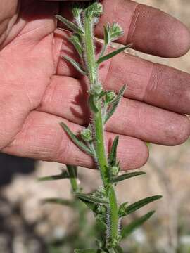 Image of pointed cryptantha