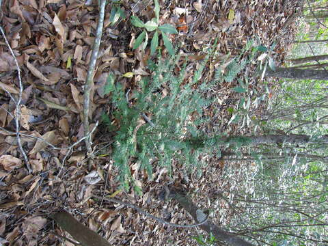 Image of Florida Yew