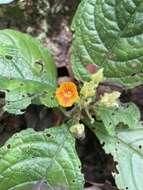 Image of Chrysothemis friedrichsthaliana (Hanst.) H. E. Moore