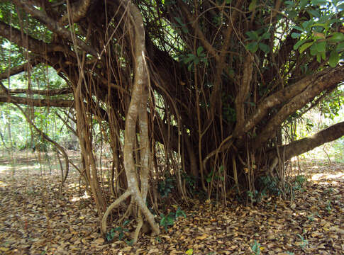 Image of Chinese banyan