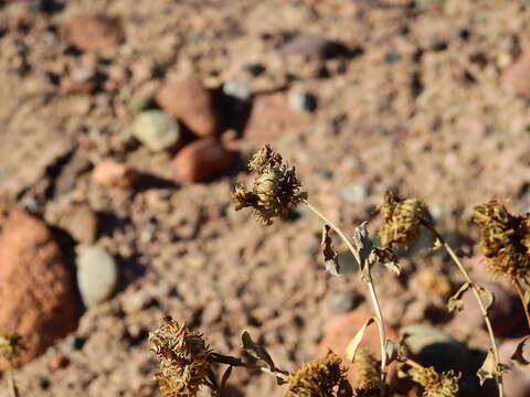 Image of Grindelia pulchella Dunal