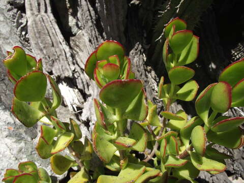 Image of Cotyledon woodii Schönl. & Baker fil.