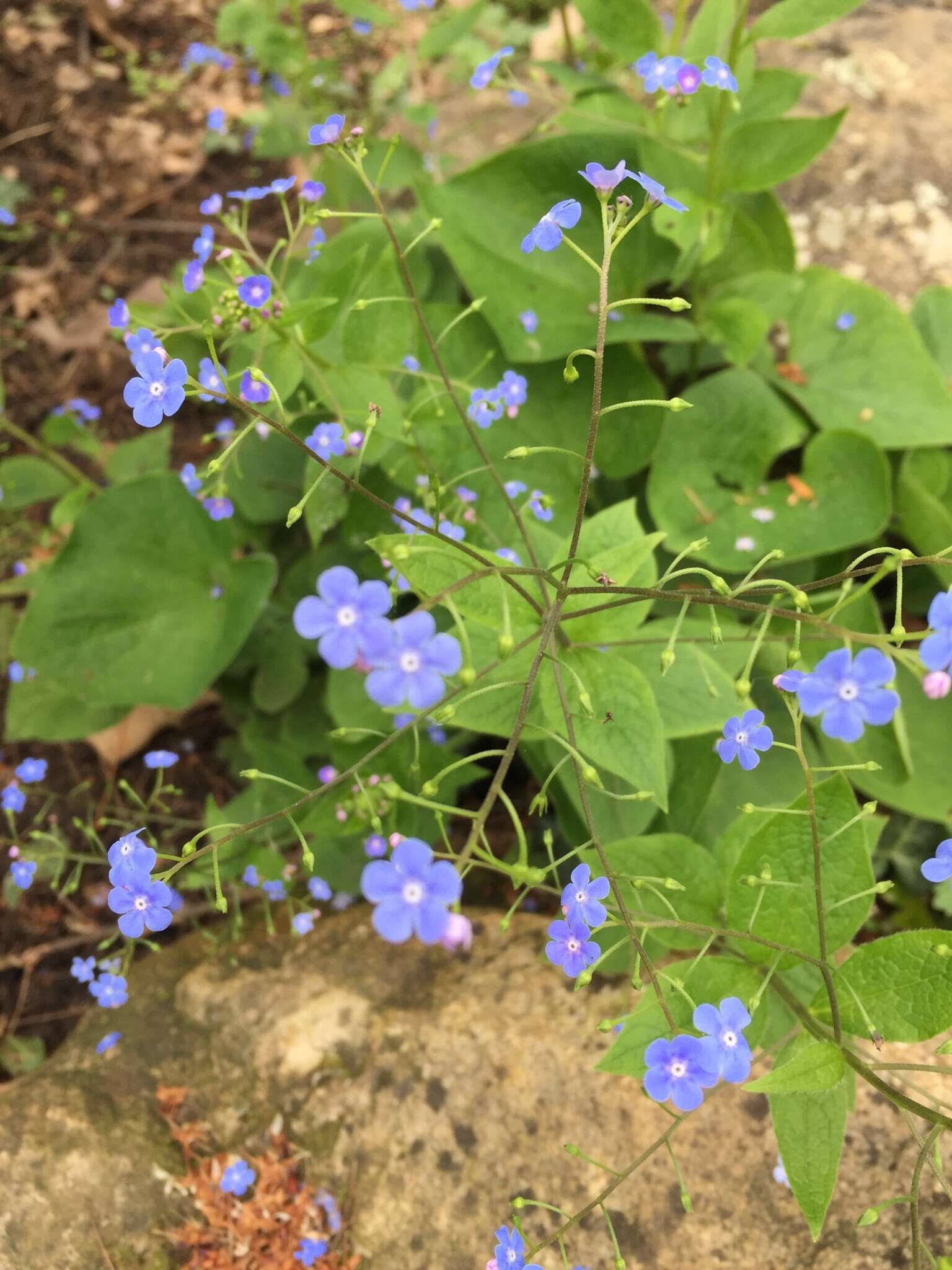 Brunnera resmi