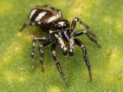 Image of Zebra spider