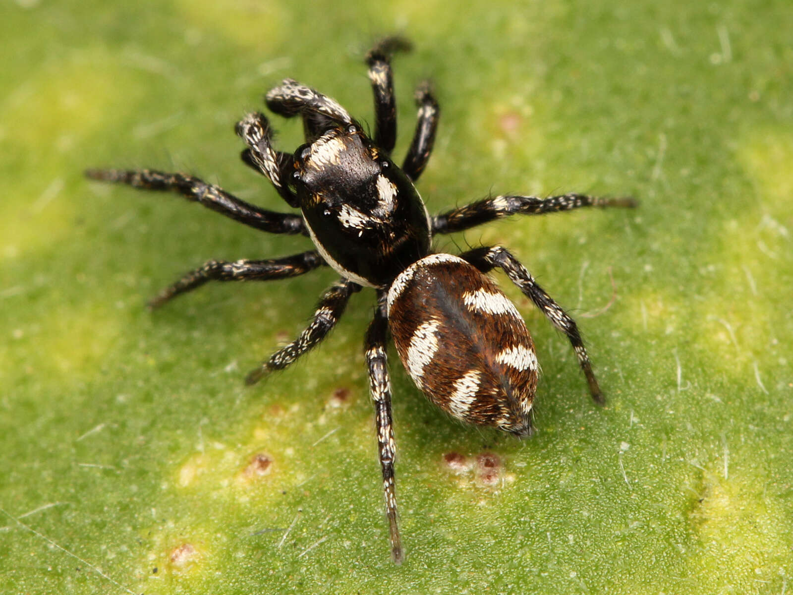 Image of Zebra spider