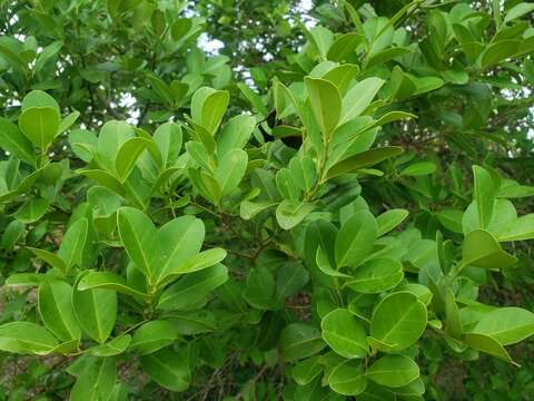 Image de Ilex urbaniana Loes. ex Urb.