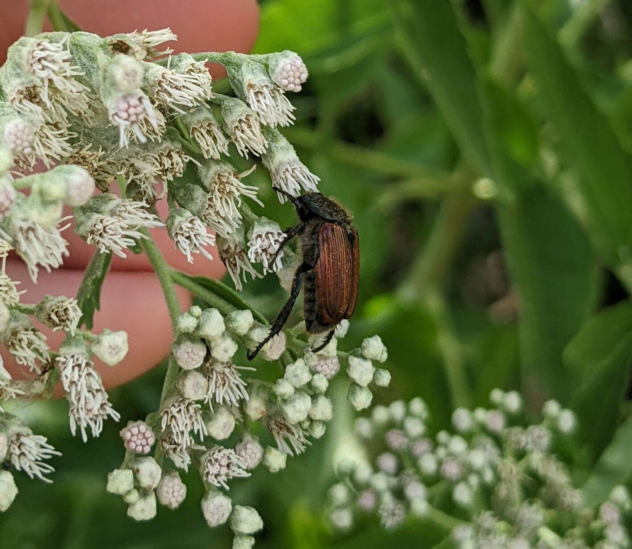 Image de <i>Strigoderma arbicola</i>