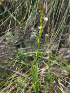 Image of Neobolusia tysonii (Bolus) Schltr.