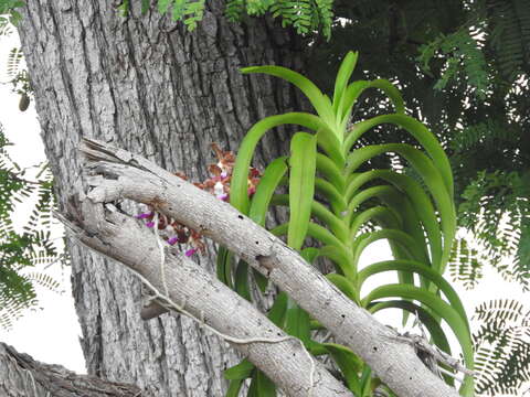 Vanda insignis Blume的圖片