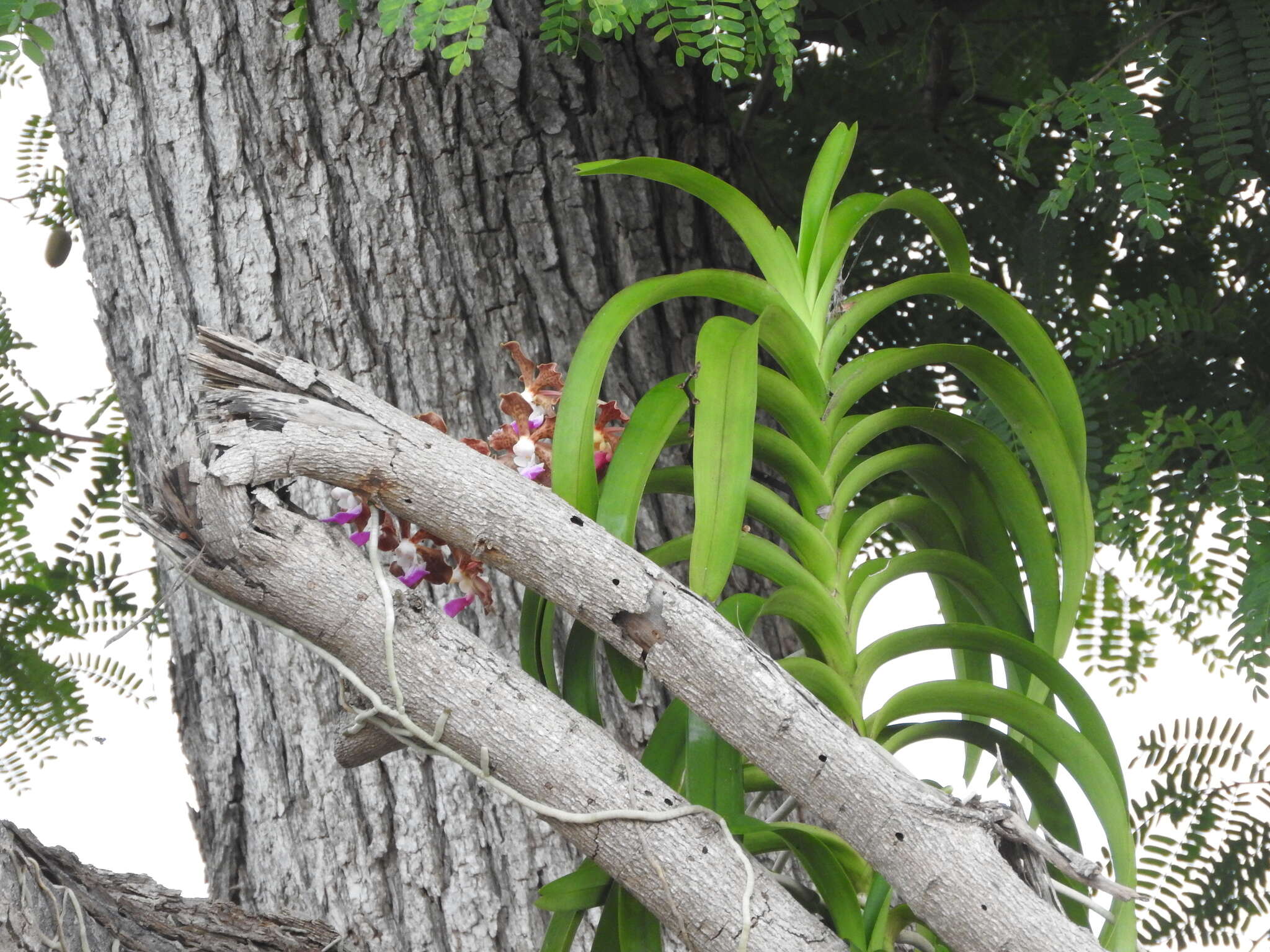 Image of Vanda insignis Blume