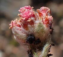 Image de Helichrysum rotundifolium (Thunb.) Less.