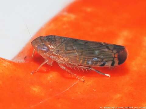 صورة Osbornellus unicolor Osborn 1900