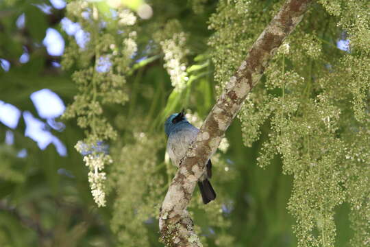 Image de Eumyias indigo indigo (Horsfield 1821)