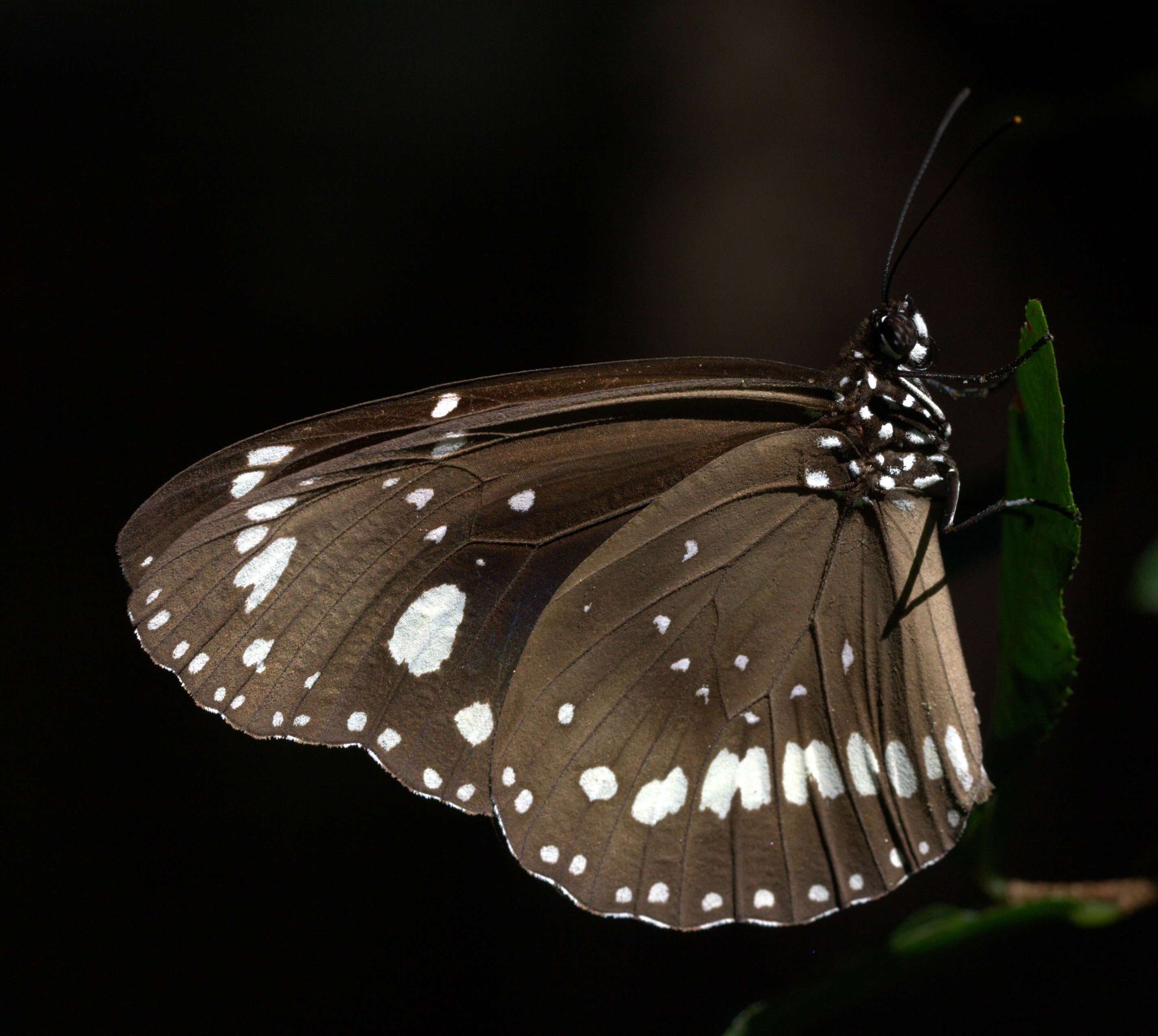 صورة Euploea core Cramer 1780