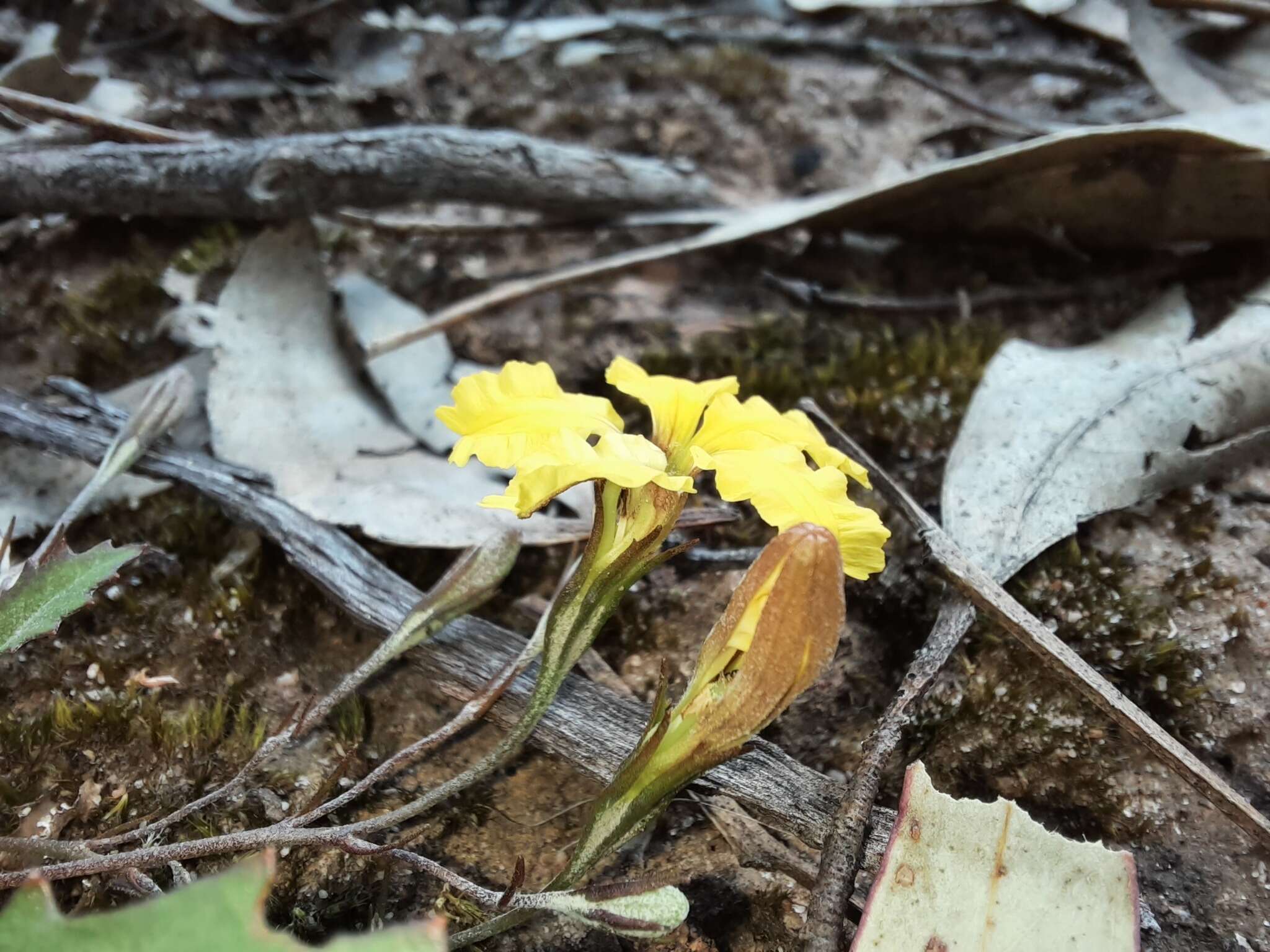 Image of Goodenia hederacea subsp. hederacea