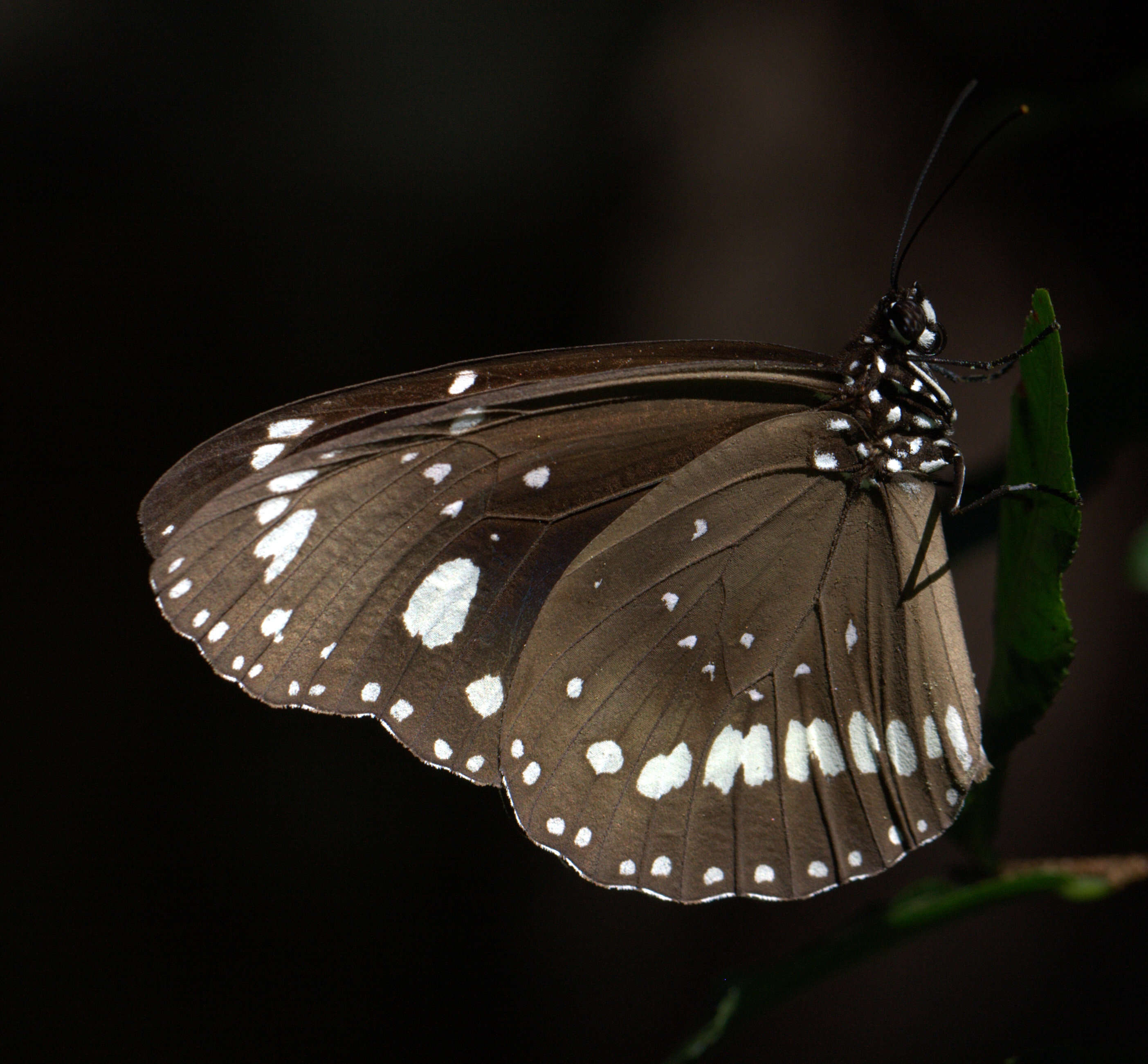 صورة Euploea core Cramer 1780