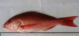 Image of Pacific red snapper