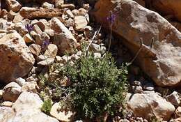 Image of Lavandula mairei Humbert