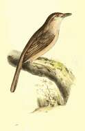 Image of Phacellodomus Reichenbach 1853