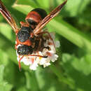 Pachodynerus erynnis (Lepeletier 1841) resmi