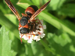 Image of Red-marked Pachodynerus