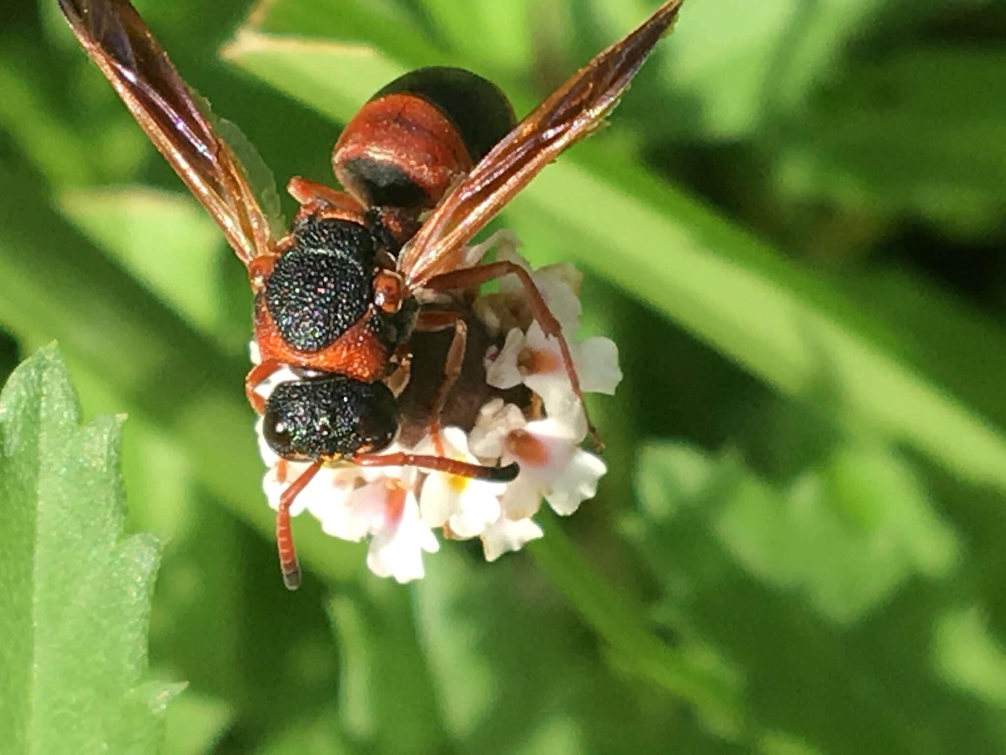 Image de Pachodynerus erynnis (Lepeletier 1841)