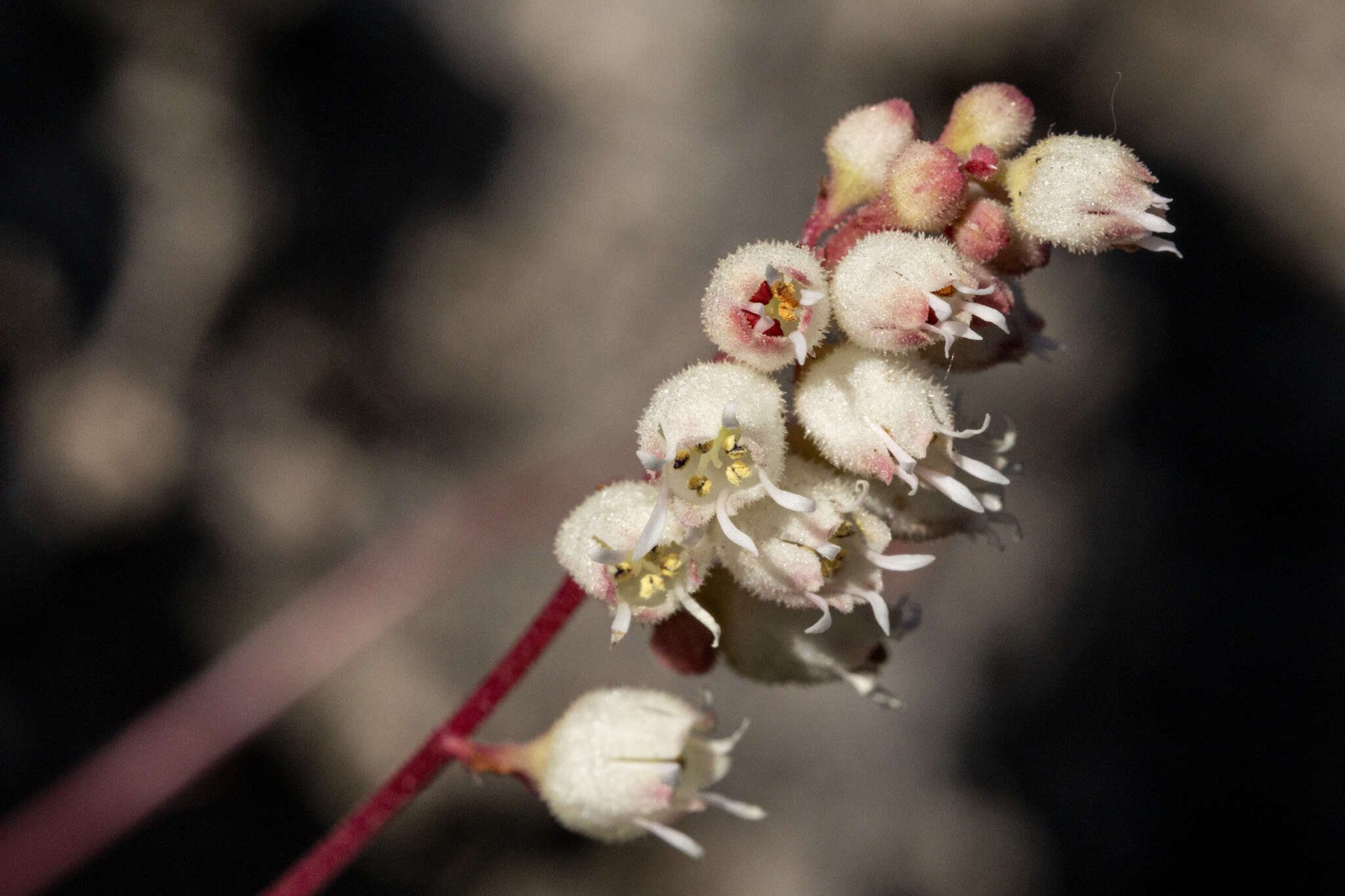 Image de Heuchera hallii A. Gray