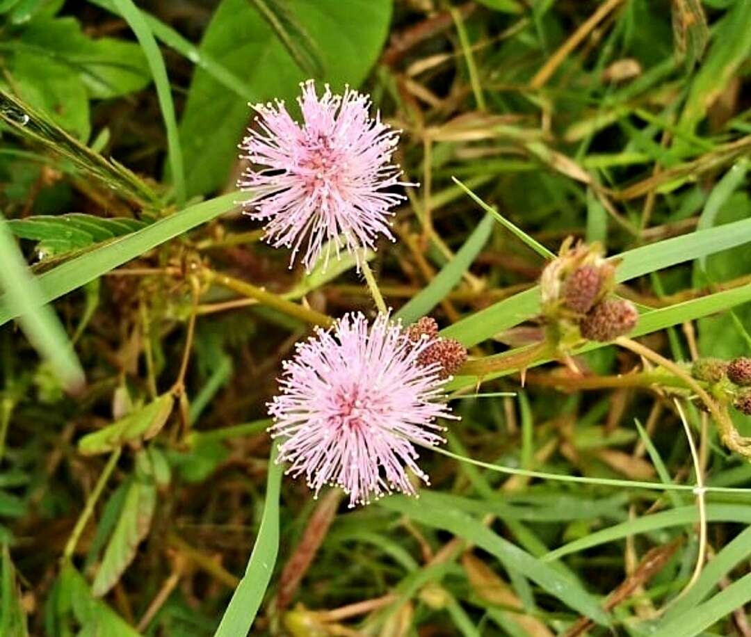 Sivun Mimosa quadrivalvis var. leptocarpa (DC.) Barneby kuva