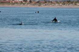 Image of Bottlenose Dolphin