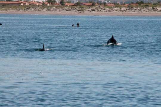 Image of Bottlenose Dolphin