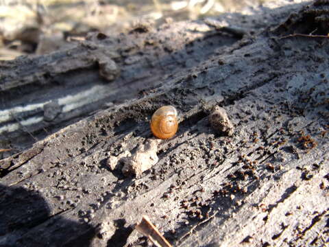 صورة Aegopinella nitidula (Draparnaud 1805)