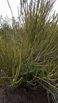 Image of Euphorbia phosphorea Mart.