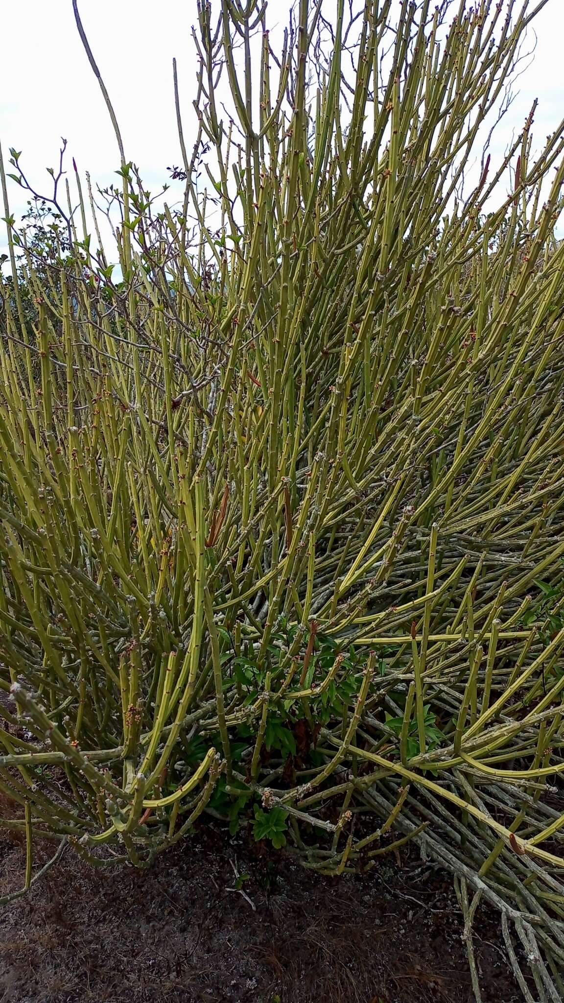 Sivun Euphorbia phosphorea Mart. kuva