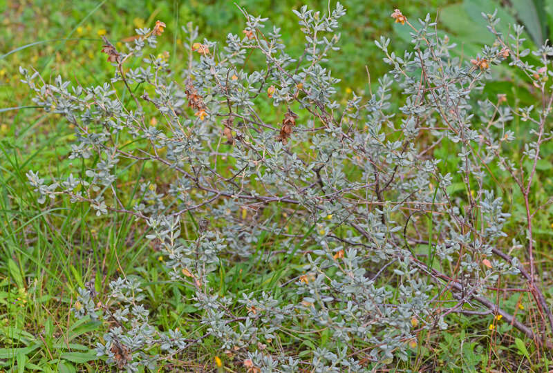 Image of Helianthemum stipulatum (Forsk.) C. Chr.