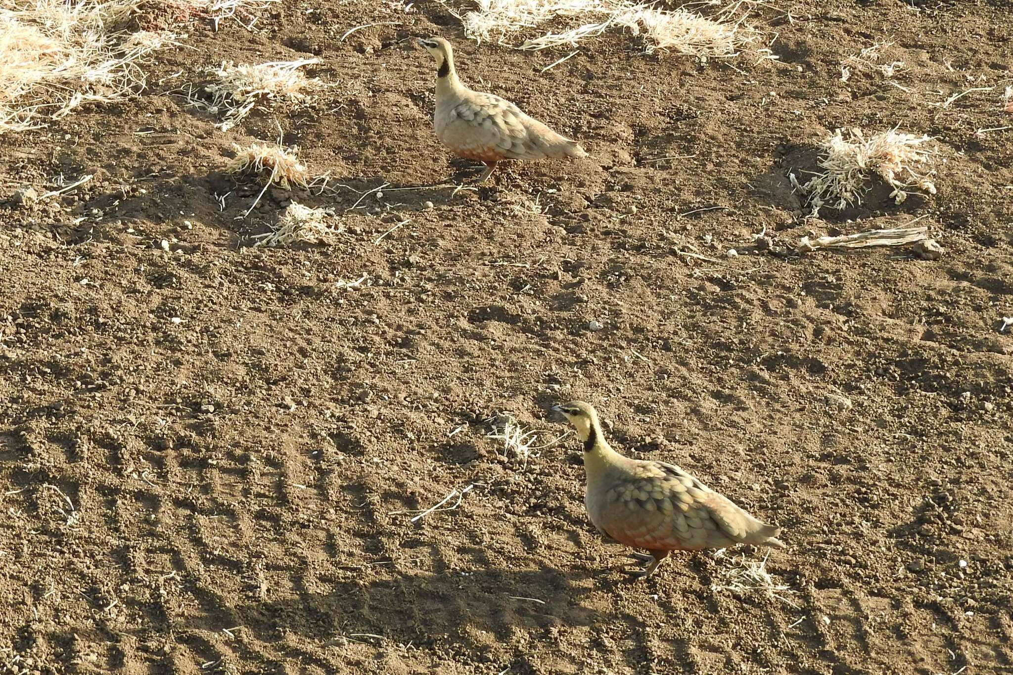 Image of Yellow-throated Sandgrouse