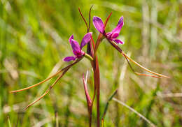 Image of Purple donkey orchid