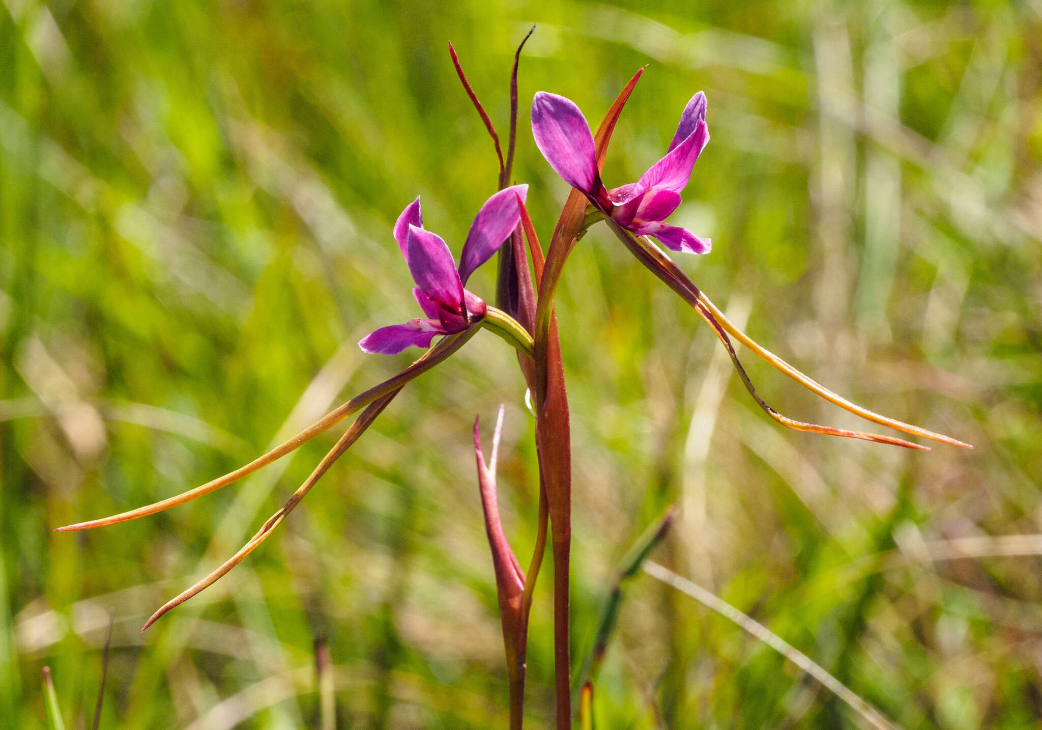 Image of Purple donkey orchid