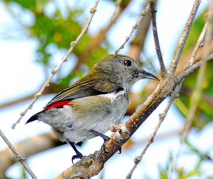 Image of Scarlet-backed Flowerpecker