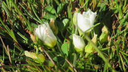 Image of Calandrinia affinis Gill. ex Arn.