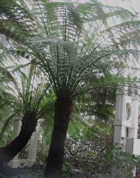 Image of <i>Dicksonia antarctica</i>