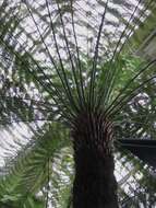 Image of Australian Tree Fern