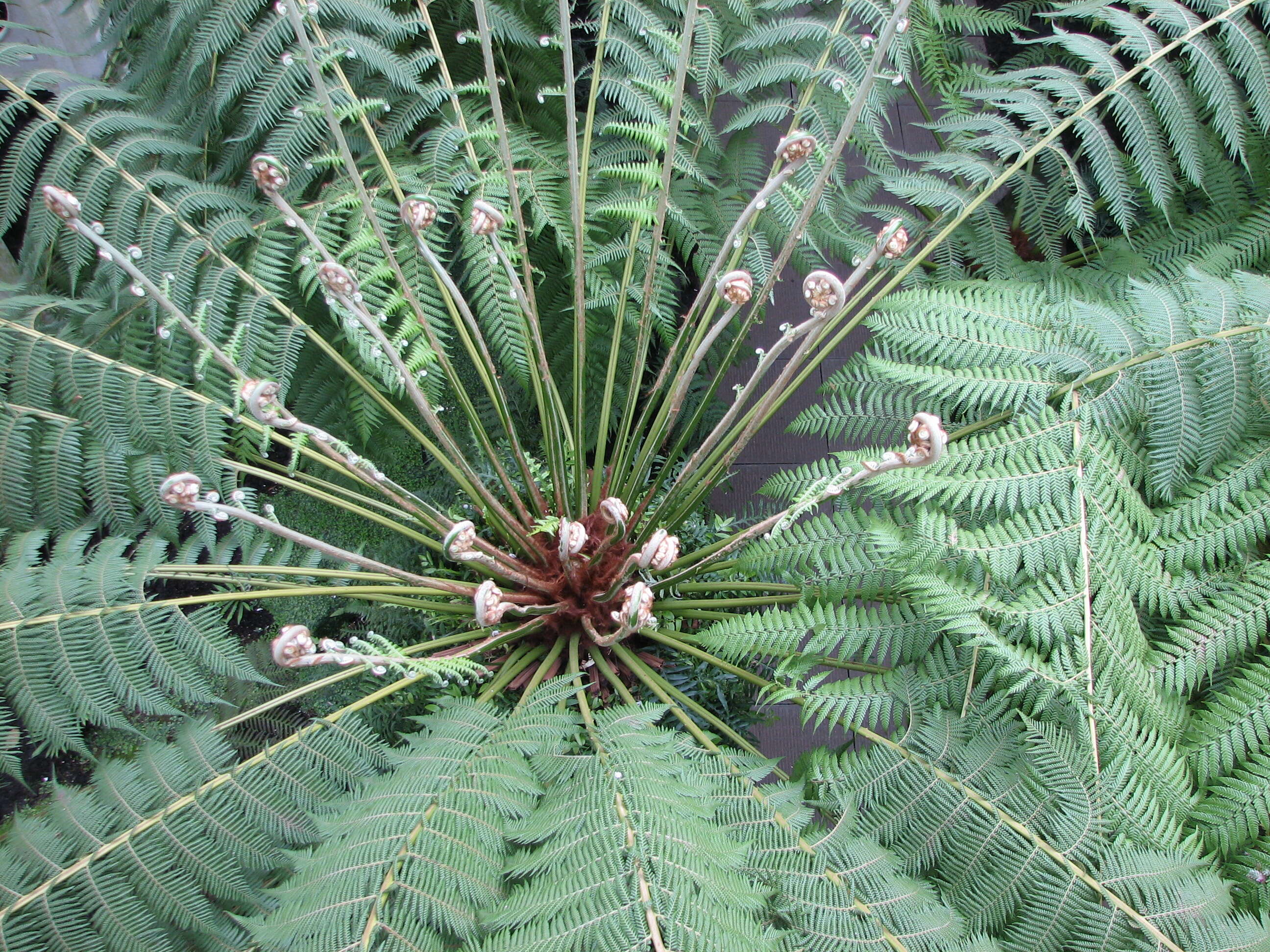 Image of Australian Tree Fern