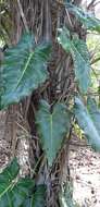 Image of Philodendron maximum K. Krause